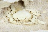 Fossil Crab (Potamon) Preserved in Travertine - Turkey #121380-1